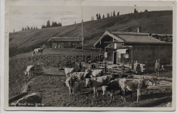 AK Foto Gindl Alm 1243 m mit Rinder bei Hausham 1930