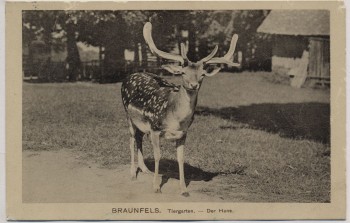 AK Braunfels Tiergarten Der Hirsch Hans 1914