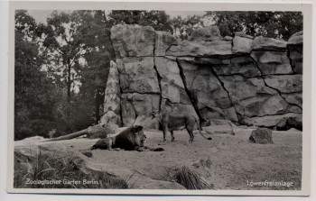 AK Foto Berlin Zoologischer Garten Löwen in Löwenfreianlage 1940