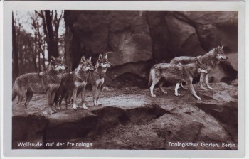 AK Foto Berlin Zoologischer Garten Wolfsrudel auf der Freianlage 1935
