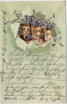 Präge-AK 3 Hunde mit Glocken Blumen 1904