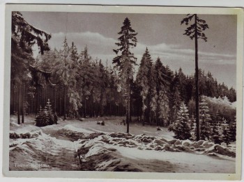 AK Tanne (Harz) Partie im Wald bei Oberharz am Brocken 1950