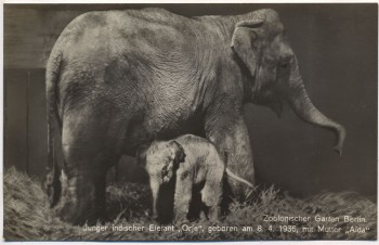 VERKAUFT !!!   AK Foto Zoologischer Garten Berlin Elefant Orje, geboren am 08.04. 1936, mit Mutter Aida