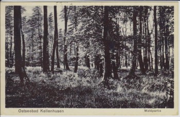 AK Ostseebad Kellenhusen in Holstein Waldpartie 1932