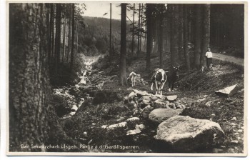 AK Foto Bad Schwarzbach Partie an den Geröllsperren Kühe und Kind Isergebirge Czerniawa-Zdrój b. Świeradów-Zdrój Flinsberg Schlesien Polen 1935