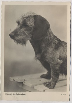 AK Foto Hund Dackel Teckel Dachshund Lumpi in Gedanken A.Dauer Deutsche Heimkunft-Karte 1937