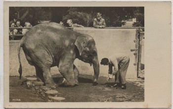 AK Foto Halle Saale Zoologischer Garten Elefantin Frida und Wärter Birke 1950
