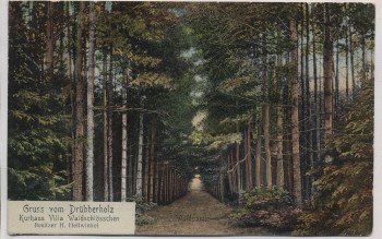 AK Gruss vom Drübberholz Waldpartie b. Hoya Eystrup Dörverden 1911