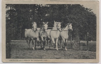 VERKAUFT !!!   AK Landgestüt Celle Amurath mit 3 Söhnen Pferde 1920