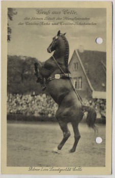 AK Gruß aus Celle Dürer I im Landgestüt Celle Pferd Hengst 1935