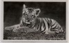 AK Foto Zoologischer Garten Berlin Junger sibirischer Tiger 1930