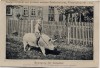 VERKAUFT !!!   AK Friedrichswerth in Thüringen Stammzüchterei des großen weißen Edelschweines Bewegung der Deckeber 1909 RAR