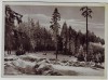 AK Tanne (Harz) Partie im Wald bei Oberharz am Brocken 1950