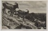 AK Foto Hamburg Altona Stellingen Carl Hagenbeck's Tierpark Hochgebirge Mähnenschafe 1933