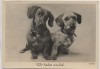 AK Foto Hund Dachshund Teckel Dackel und Rauhaardackel Wir haben uns lieb E.Bohl 1937