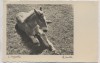 AK Foto Teschke-Karte Nr. 67 Mittagsruhe Pferd Fohlen 1940