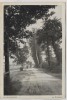 AK Auf der Landstraße vor Wolfshain b. Beucha Brandis 1920 RAR