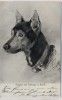 Künstler-AK Schäferhund Original von Anton Braith 1911