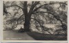 AK Foto Gotha Ruheplatz im Park Baum mit Mann 1930