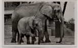 AK Foto Zoologischer Garten Berlin Afrikanische Elefanten Lindi und Tempo 1930