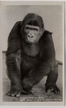 AK Foto Zoologischer Garten Berlin Gorilla Pongo 7 Jahre alt 1930