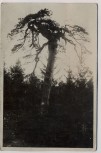 VERKAUFT !!!   AK Foto Der Gerichtsbaum bei Tschernoschin Černošín Mies Stříbro Sudetengau Tschechien 1936