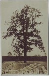 AK Foto Berlin Westend Charlottenburg Wilmersdorf Deutsches Stadion mit Baum 1914 RAR