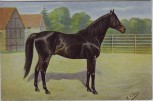 Künstler-AK K. Volkers Edle Rasse schwarzes Pferd 1920