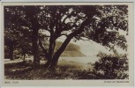 AK Insel Vilm Eichen am Badestrand Putbus 1930