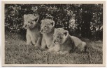 AK Foto Hamburg-Stellingen Carl Hagenbeck's Tierpark Löwenbabys 1950