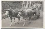 AK Foto Wertheim Straßenansicht Ochsengespann mit Frau und Kind 1937