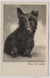 AK Foto Hund Dackel Teckel Dachshund Klein aber giftig 1939