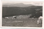 AK Feldberg Todtnauer Hütte mit Belchen Kühe Hochschwarzwald 1950