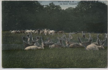 AK Putbus auf Rügen Im fürstlichen Tierpark mit Rotwild 1914