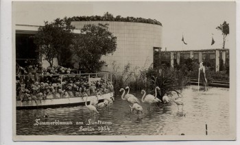 AK Foto Berlin Sommerblumen am Funkturm mit Flamingos 1934