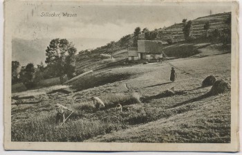 AK Metzeral Sillacker Wasen Heuernte Elsass Haut-Rhin Frankreich 1916