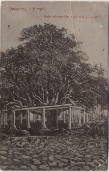 AK Annaberg-Buchholz im Erzgebirge Auferstehungs-Linde auf dem Friedhof 1910