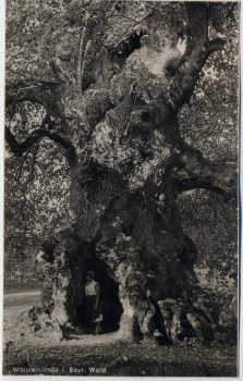 AK Foto Wolframlinde in Ried bei Kötzting 1930