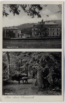 AK Aus dem Saupark Jagdschloss Wisente bei Springe 1940