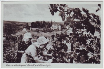 AK Foto Haardt an der Weinstraße Frauen bei der Weinernte Neustadt 1942 AK Foto Haardt an der Weinstraße Frauen bei der Weinernte Neustadt 1942