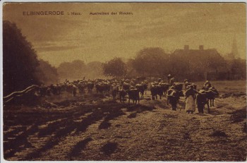 AK Elbingerode (bei Herzberg am Harz) Austreiben der Rinder 1920