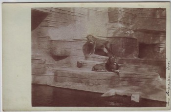 AK Foto Leipzig Löwen im Freigehege im Leipziger Zoo 1930