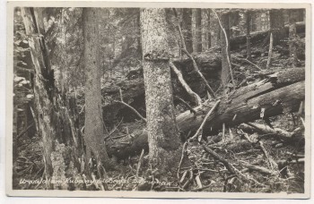 AK Foto Urwald am Kubany Boubín Böhmen Tschechien 1928