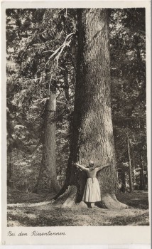 AK Foto Zwiesel Bei den Riesentannen mit Frau b. Zwieseler Waldhaus a. Falkenstein 1938