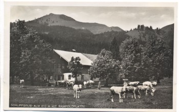AK Foto Brannenburg Schlipfgrub Alm mit Rampoldplatte viele Rinder 1935