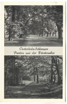 AK Oesterholz Schlangen Partei aus der Fürstenallee 1956