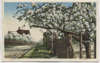 AK Werder an der Havel Baumblüte 1930