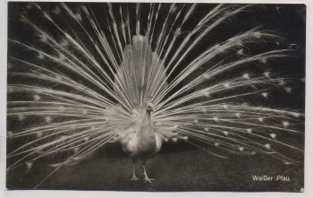 AK Foto Berlin Zoologischer Garten Weißer Pfau 1937