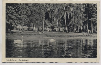 AK Foto Altenhof (Schorfheide) Werbellinsee Badestrand mit Schwänen 1942