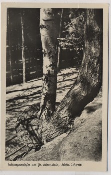 AK Foto Schlangenkiefer am Gr. Bärenstein Sächs. Schweiz b. Rathen Wehlen 1957